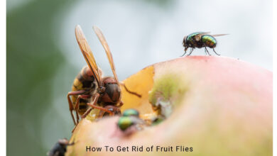 How To Get Rid of Fruit Flies for Good