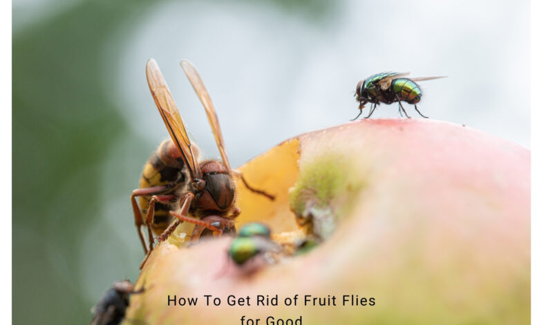 How To Get Rid of Fruit Flies for Good